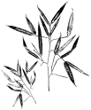 FM Bamboo Lg. and Small