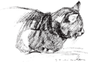H - Sketched Cat