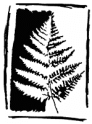 Innrammet Fern