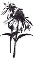 PI - Brushed Coneflower