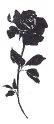PI - Brushed Rose