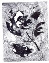PI - Camellia Fresco
