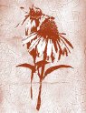 PI - Coneflower Fresco
