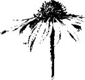 PI - Watercolor Cone Flower