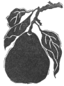 Pear with leaves