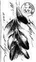 STCA - Scripted Leaf