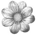Small Bloom