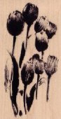 bs - tulip cluster
