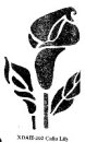 h - calla lilly stensil