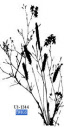 th - twigs