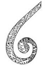 th - wordy scroll