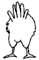 p chicken 65